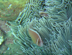 Amphiprion perideraion 00177.JPG